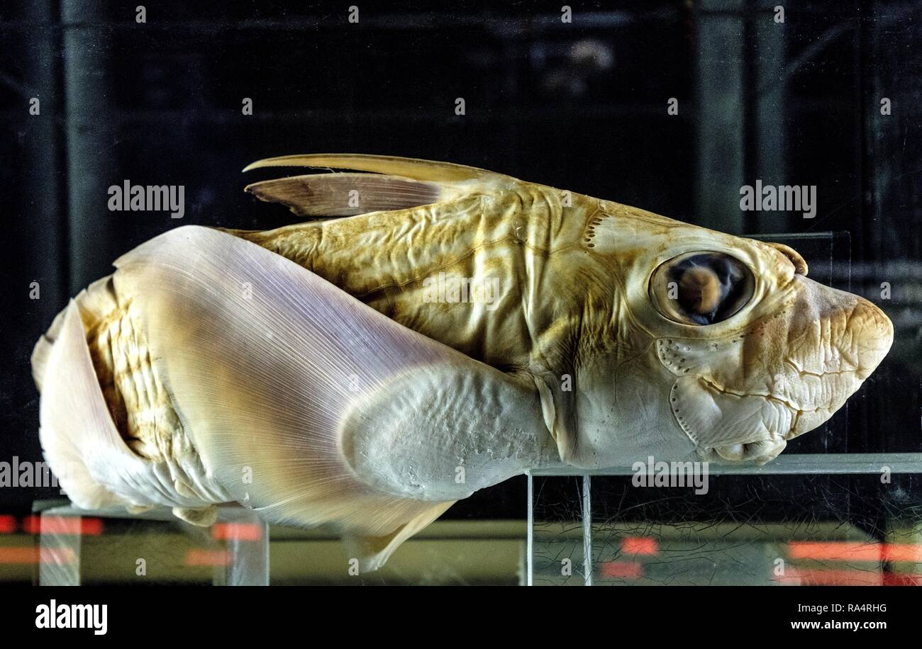 Eksponat ryby glebinowej Chimaera rostrata w muzeum zoologicznym Specimen of a Chimaera rostrata deep-sea fish in zoological exhibition Stock Photo