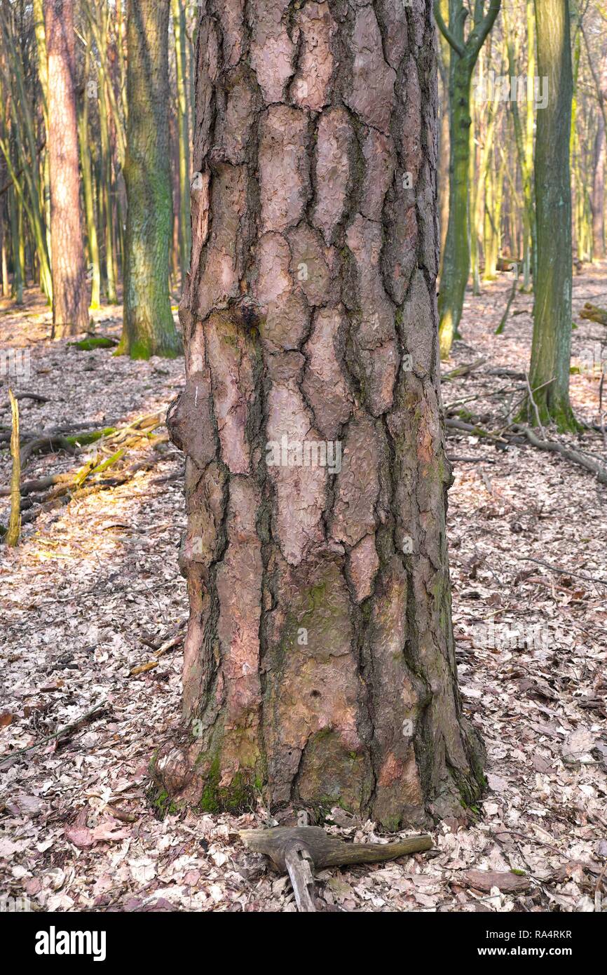 Pejzaz lesny - pien drzewa - Modrzew europejski Larix decidua - mlody las mieszany w okresie przedwiosnia na Mazowszu w centralnej Polsce w okolicach Warszawy Wood landscape - tree trunk of European l Stock Photo