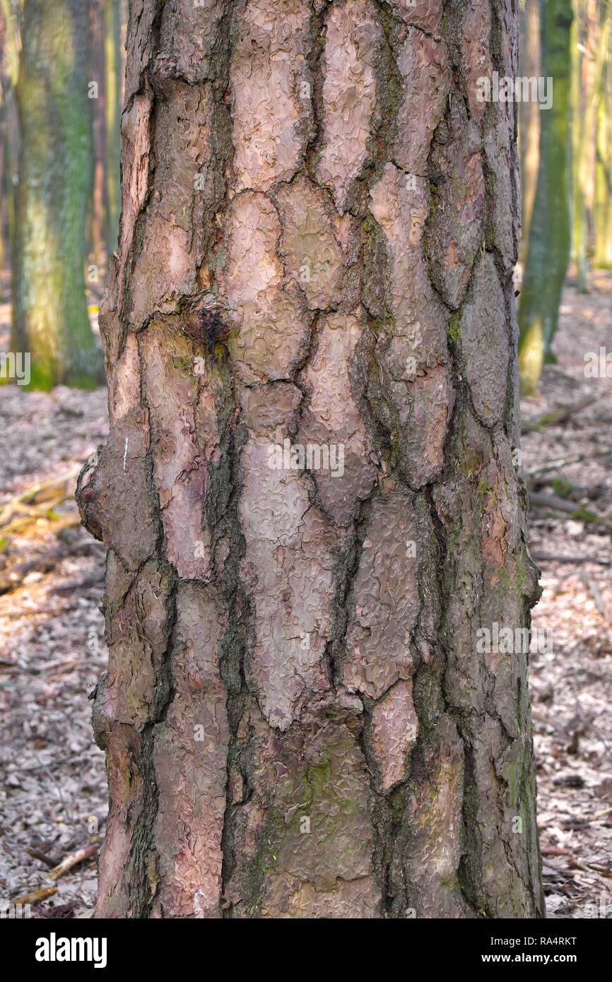 Pejzaz lesny - pien drzewa - Modrzew europejski Larix decidua - mlody las mieszany w okresie przedwiosnia na Mazowszu w centralnej Polsce w okolicach Warszawy Wood landscape - tree trunk of European l Stock Photo