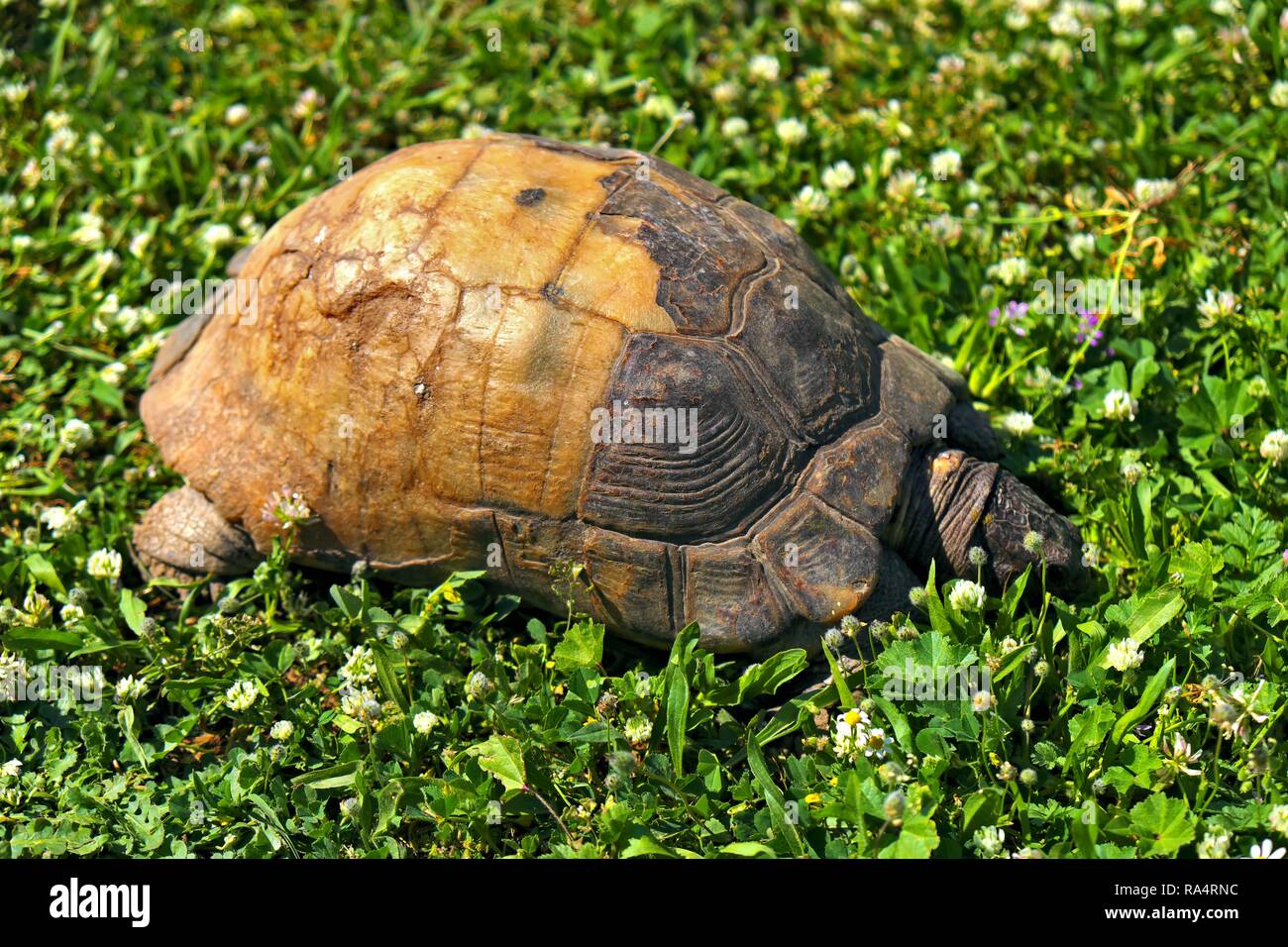 Zolw obrzezony - lac. Testudo marginata - w parku miejskim Marginated tortoise, Testudo marginata, turtle in a grassy city park Stock Photo