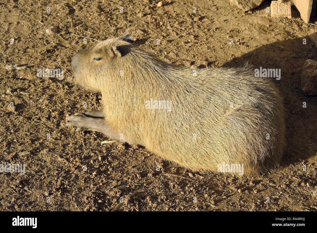 Kapibara wielka - lac. Hydrochoerus hydrochaeris - w ogrodzie zoologicznym Single Capybara, known also as Chiguire or Carpincho, Hydrochoerus hydrochaeris, in a zoological garden Stock Photo