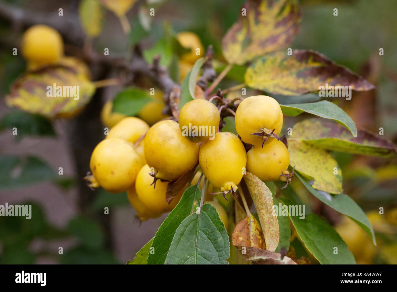 Golden Apple Award High Resolution Stock Photography And Images Alamy