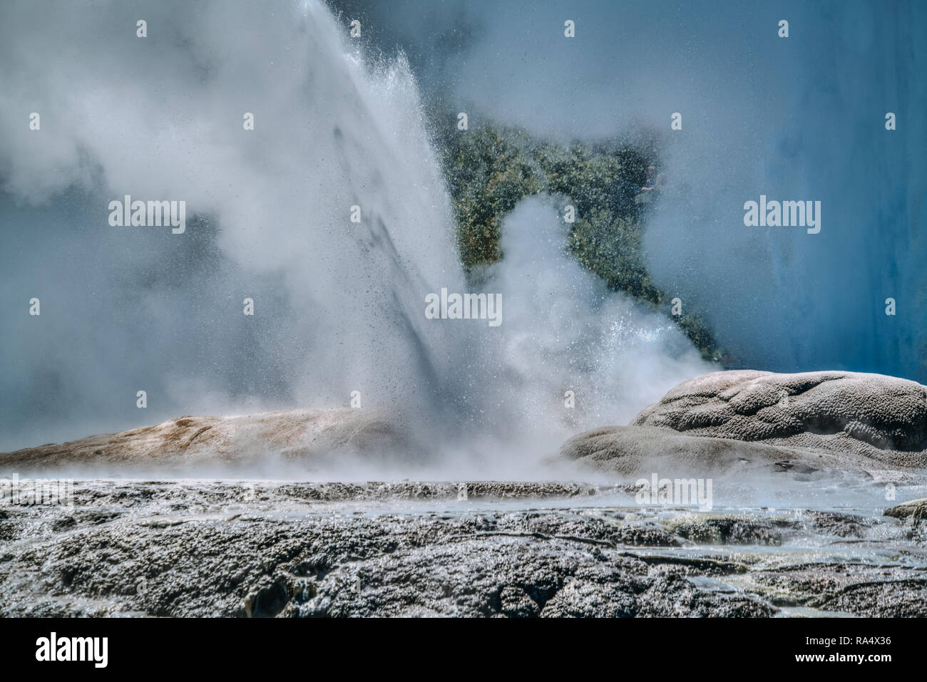 Pōhutu Geyser Exploding Pohutu geyser eruption in close-up. Te Puia thermal reserve in Rotorua ...