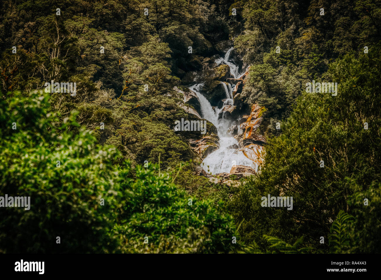 Waterfall hidden in forest, Roaring Billy Falls cascade waterfall among green foliage. National Park, New Zealand Stock Photo