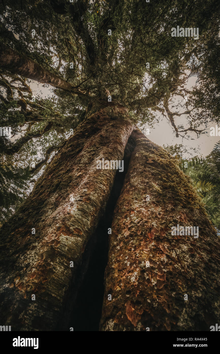 Canopy forest low angle trunk hi-res stock photography and images - Alamy