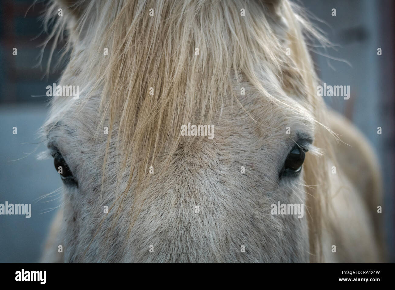 Eyes And Forelock Of A Dappled White Horse Looking Directly At