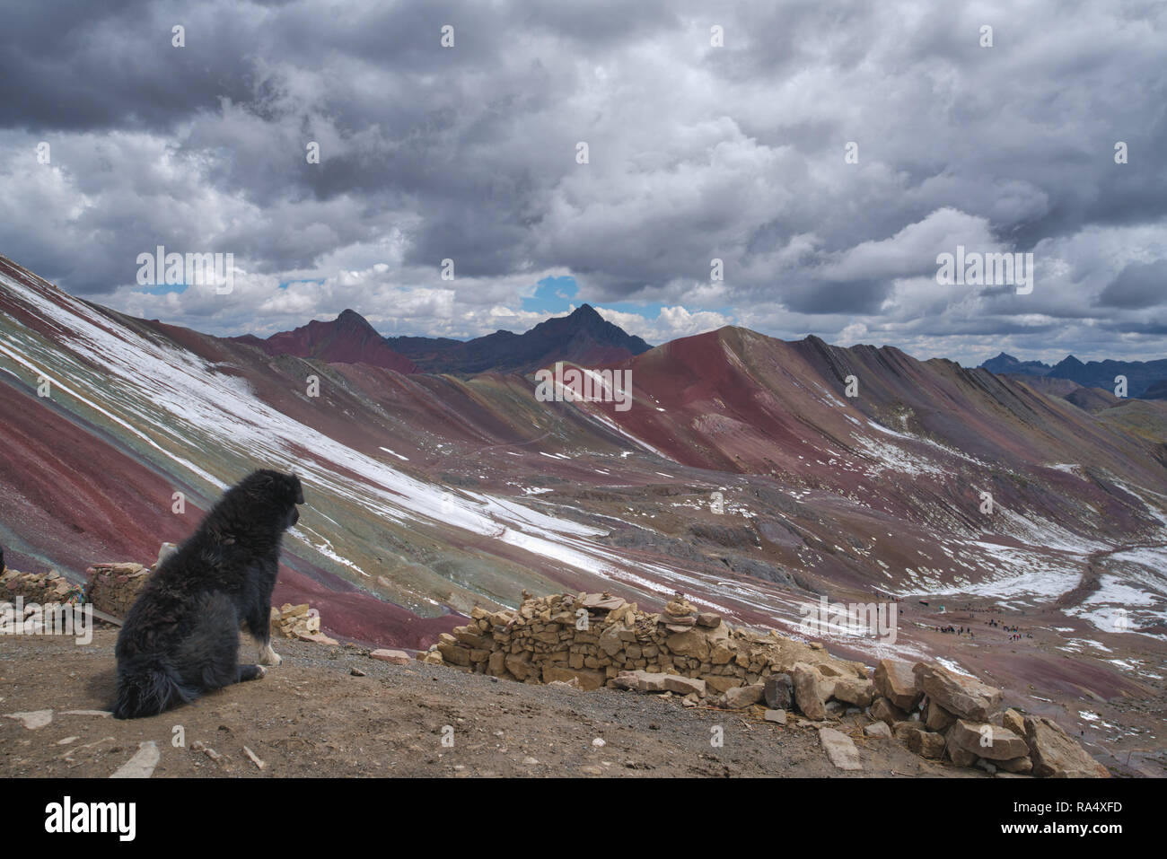 Black dog sitting overlooking a rugged mountain range in Vinicunca, Peru in a rugged landscape Stock Photo