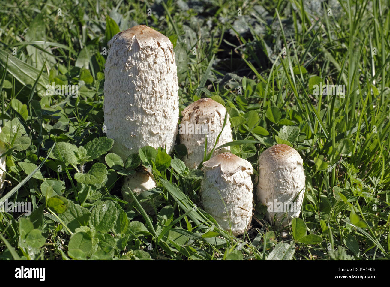 some young exemplars of fungus shaggy ink cap Stock Photo