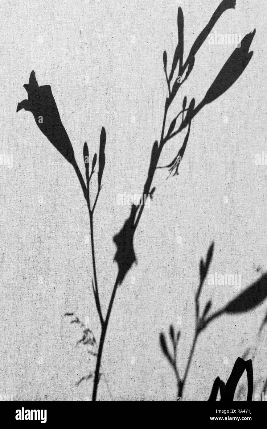 Silhouettes of delicate flowers and grasses on a canvas outdoor Stock Photo