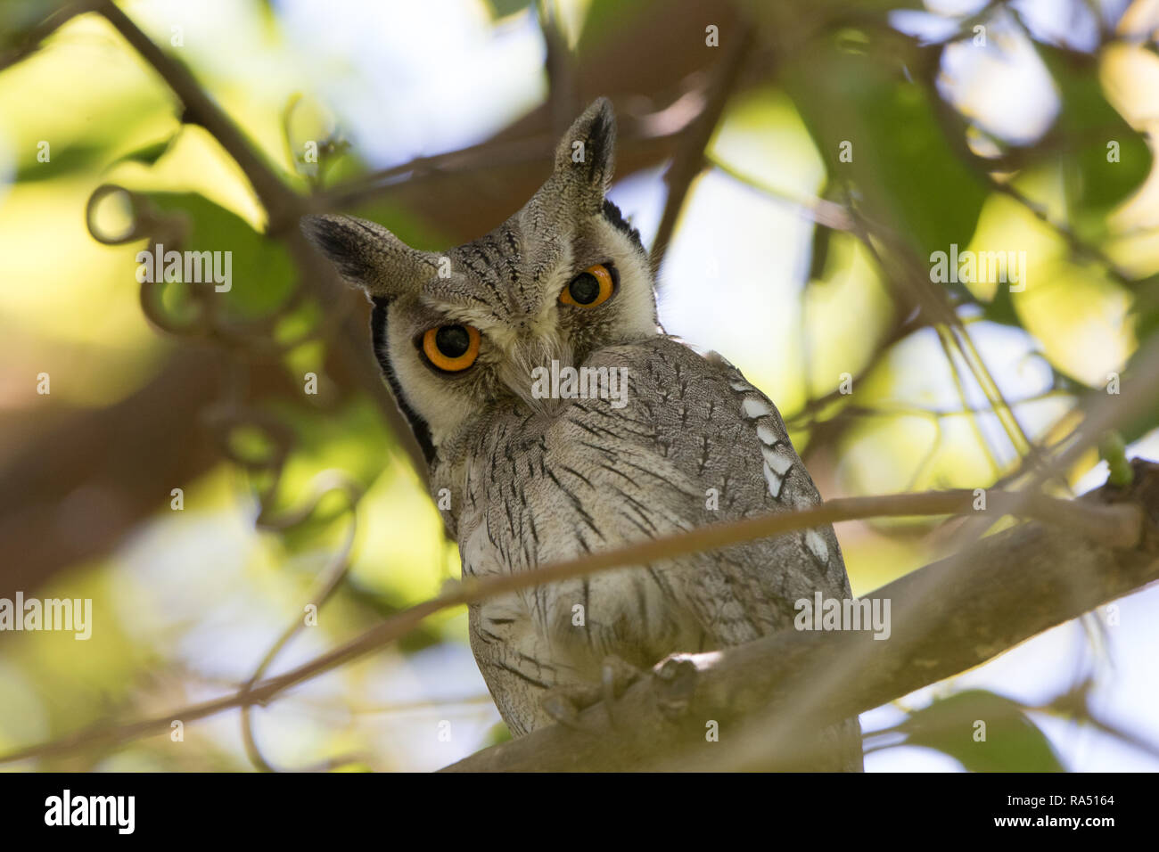 Northern white-faced Owl (Ptilopsis leucotis) Stock Photo