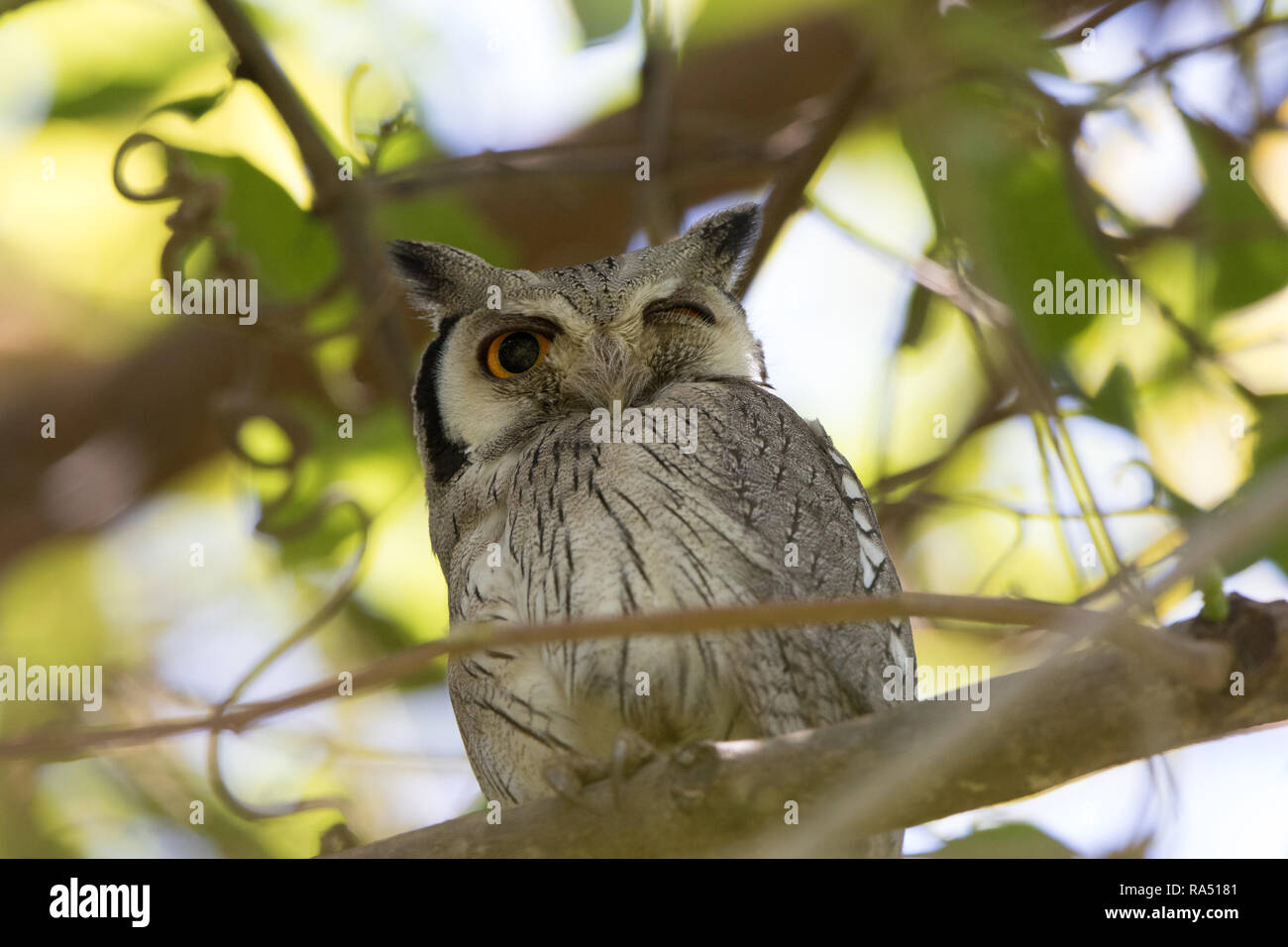 Northern white-faced Owl (Ptilopsis leucotis) Stock Photo