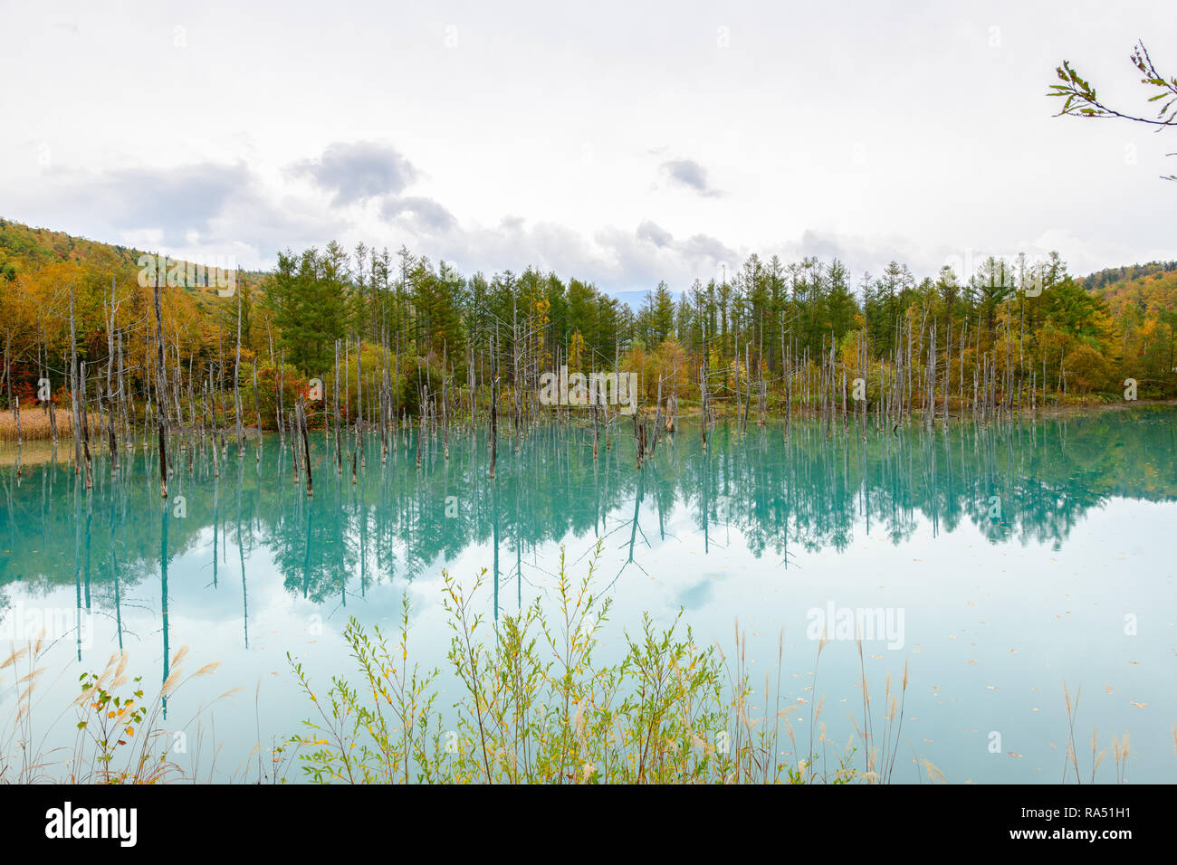 Blue pond (Aoiike) in Biei, Hokkaido Autumn season, It is the result of ...