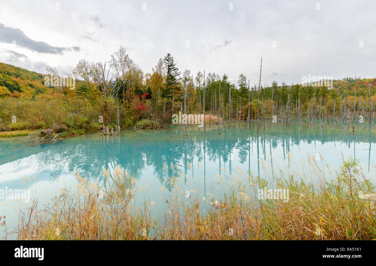 Blue pond (Aoiike) in Biei, Hokkaido Autumn season, It is the result of ...