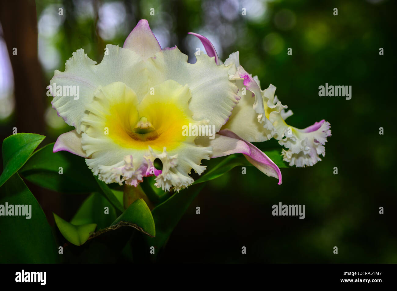 Beautiful hybrid Cattleya flower orchid in garden, nature background