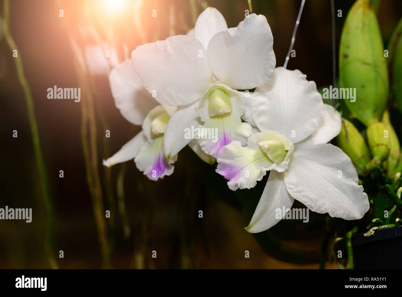 Beautiful hybrid Cattleya flower orchid in garden, nature background Stock Photo