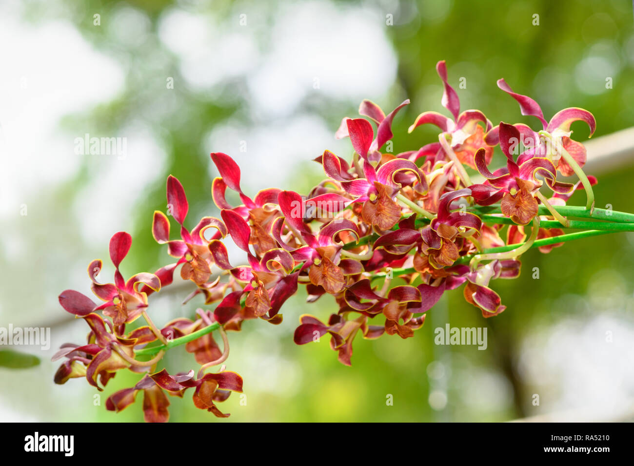 Bouquet of red Rhynchostylis orchid flower in garden, nature background Stock Photo