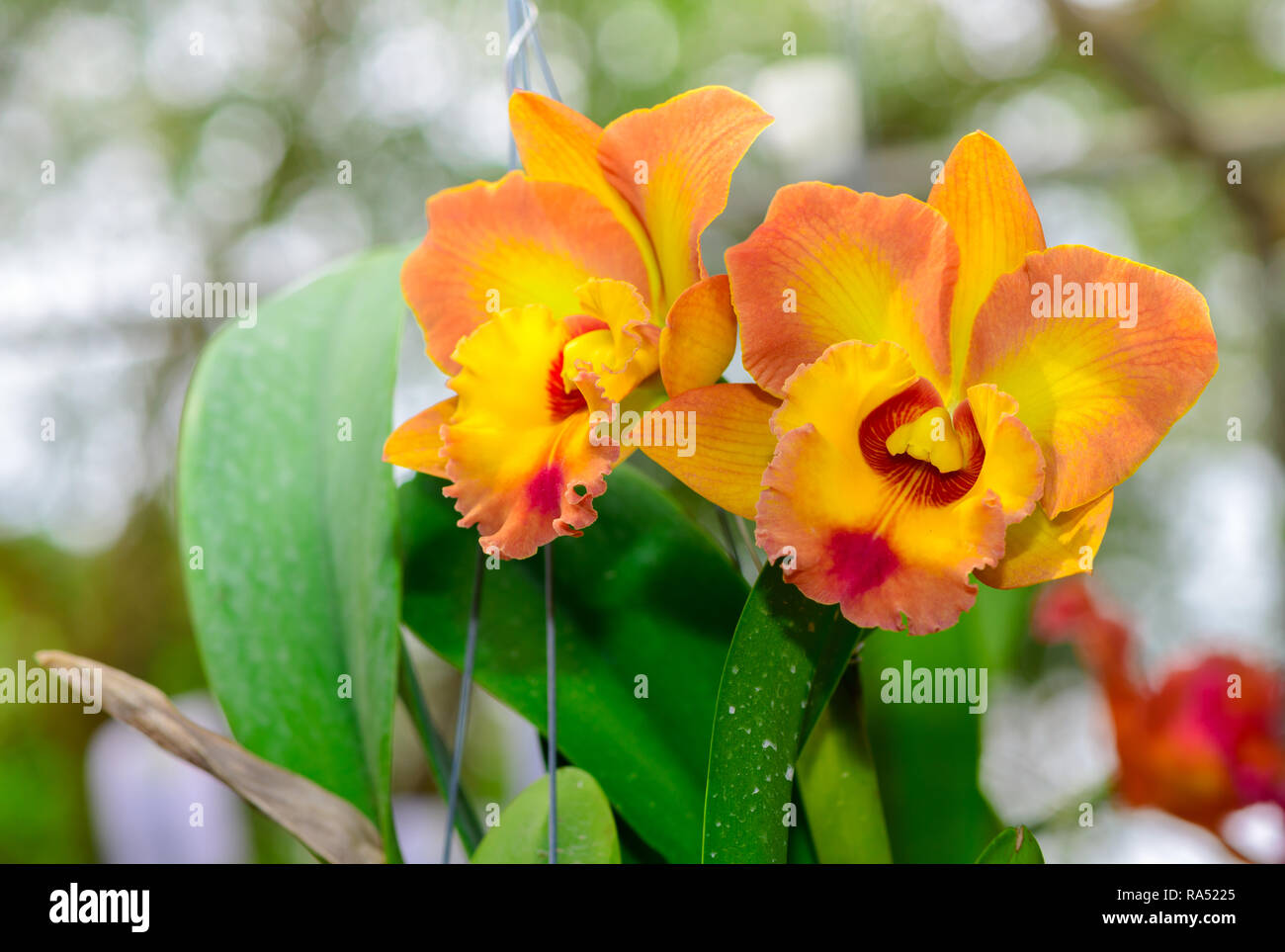 Beautiful orange mix yellow hybrid Cattleya flower orchid in garden, nature background Stock Photo