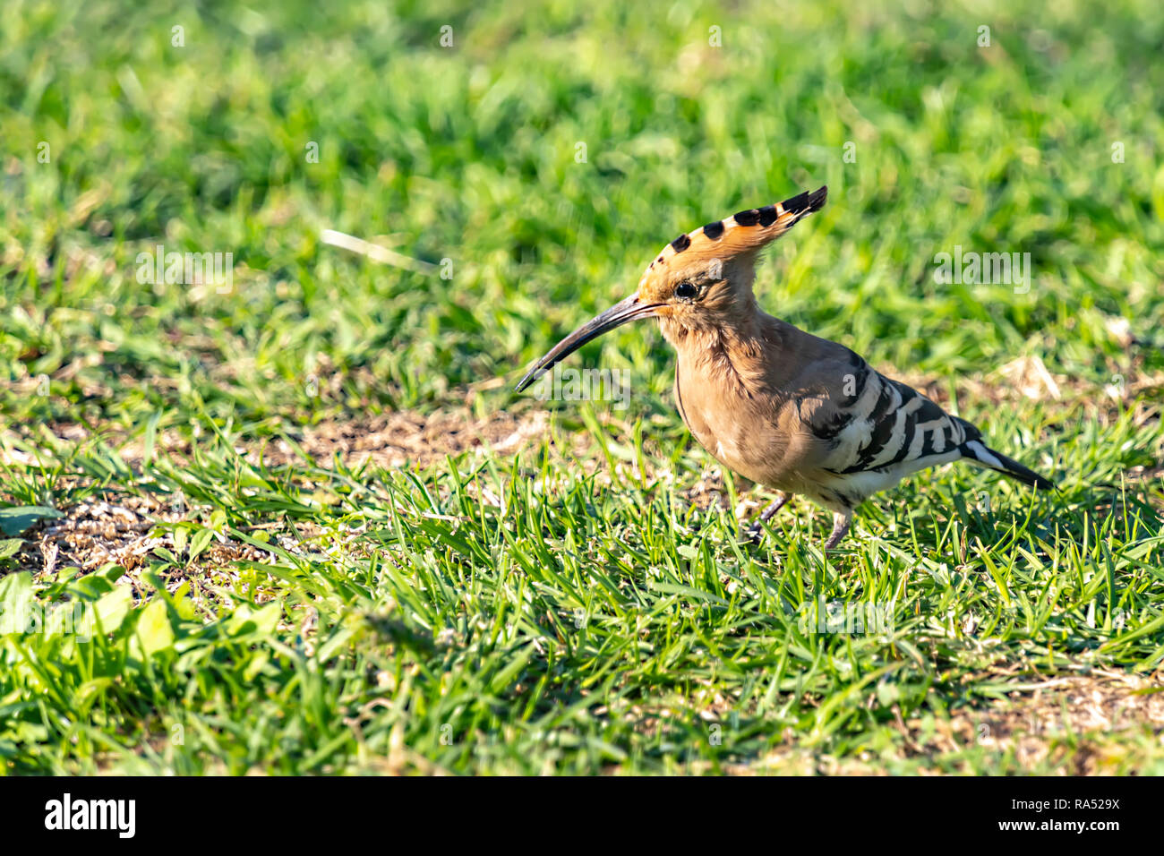 Hoopoe bird on green grass closeup on the blurry background Stock Photo