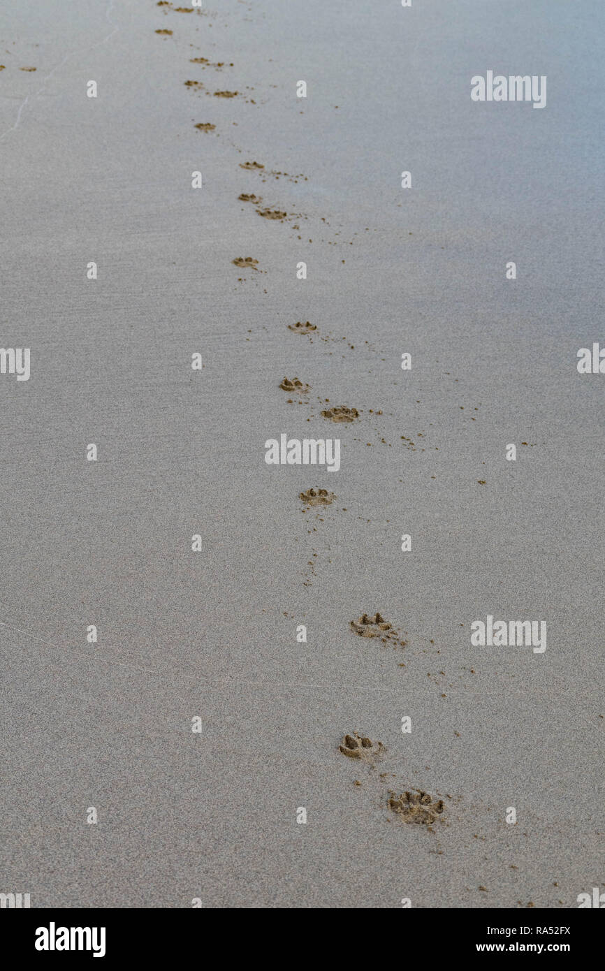 Dog paw prints in the sand Stock Photo Alamy