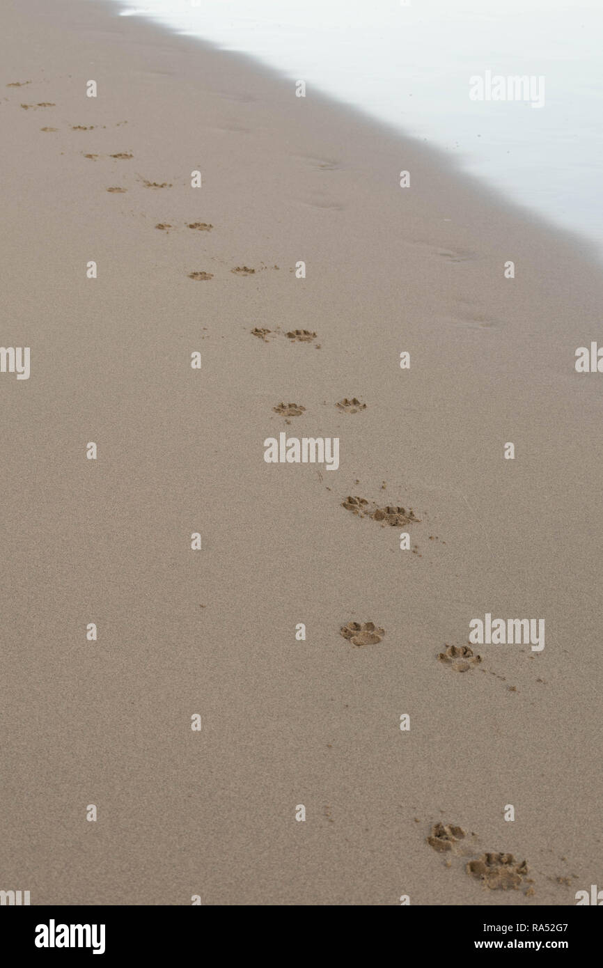 Dog paw prints in the sand Stock Photo Alamy