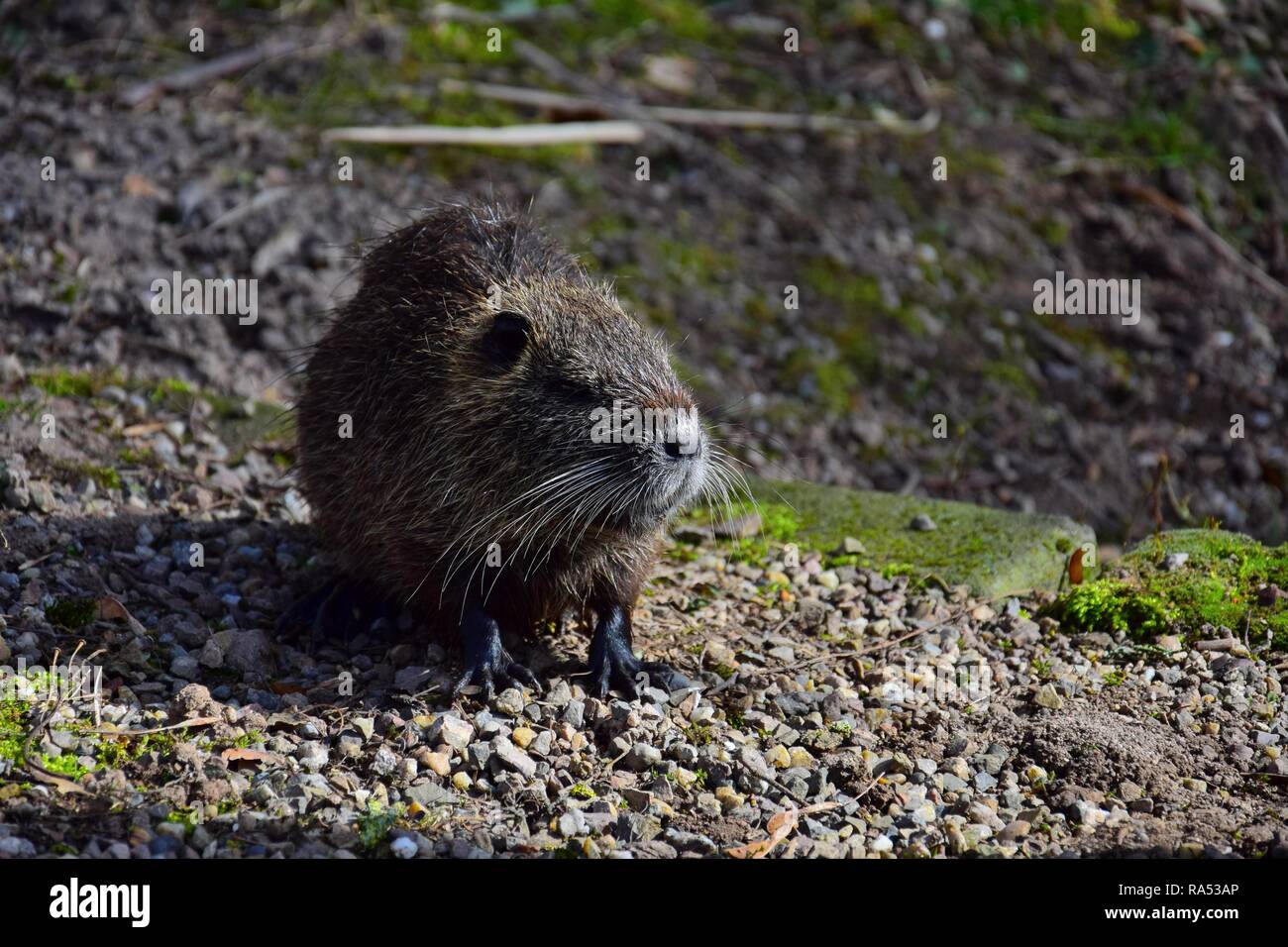 A nutria from the front. The white whiskers are good to see. The sunlight coming in from the side. Stock Photo