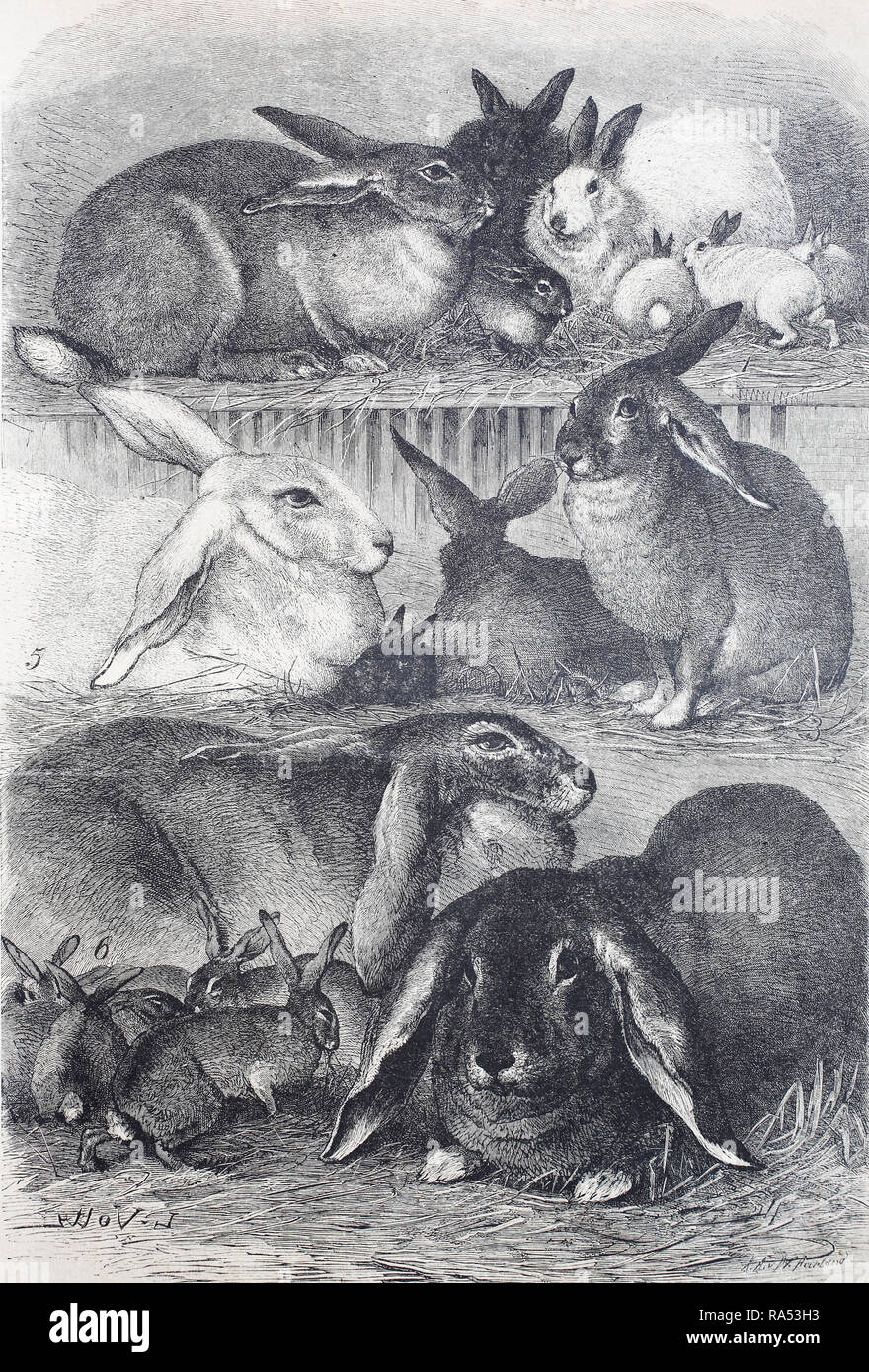 Digital improved reproduction, rabbits, different breeds, Kaninchen, verschiedene Rassen, from an original print from the year 1865, 19th century, Stock Photo
