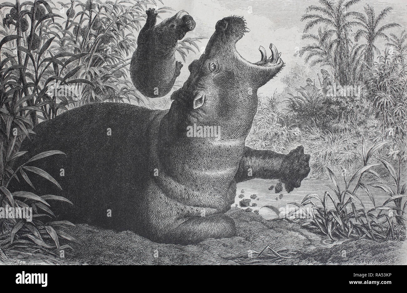 Digital improved reproduction, common hippopotamus, hippo, with child, Flußpferd, Nilpferd, Hippopotamus amphibius, mit Jungem, from an original print from the year 1865, 19th century, Stock Photo