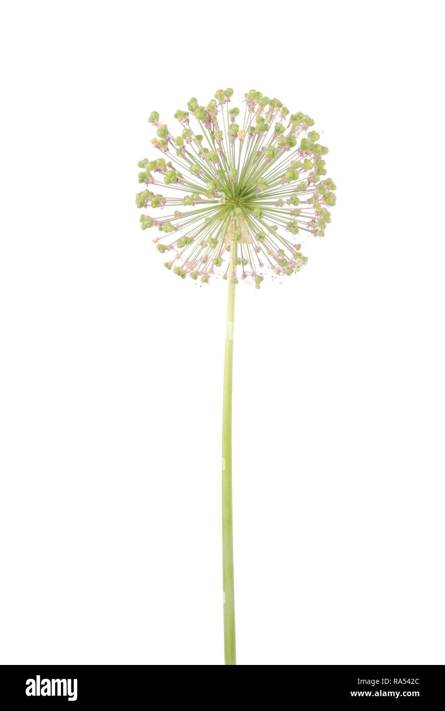 Allium flower isolated on white background Stock Photo