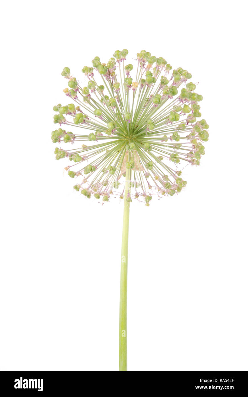 Allium flower isolated on white background Stock Photo