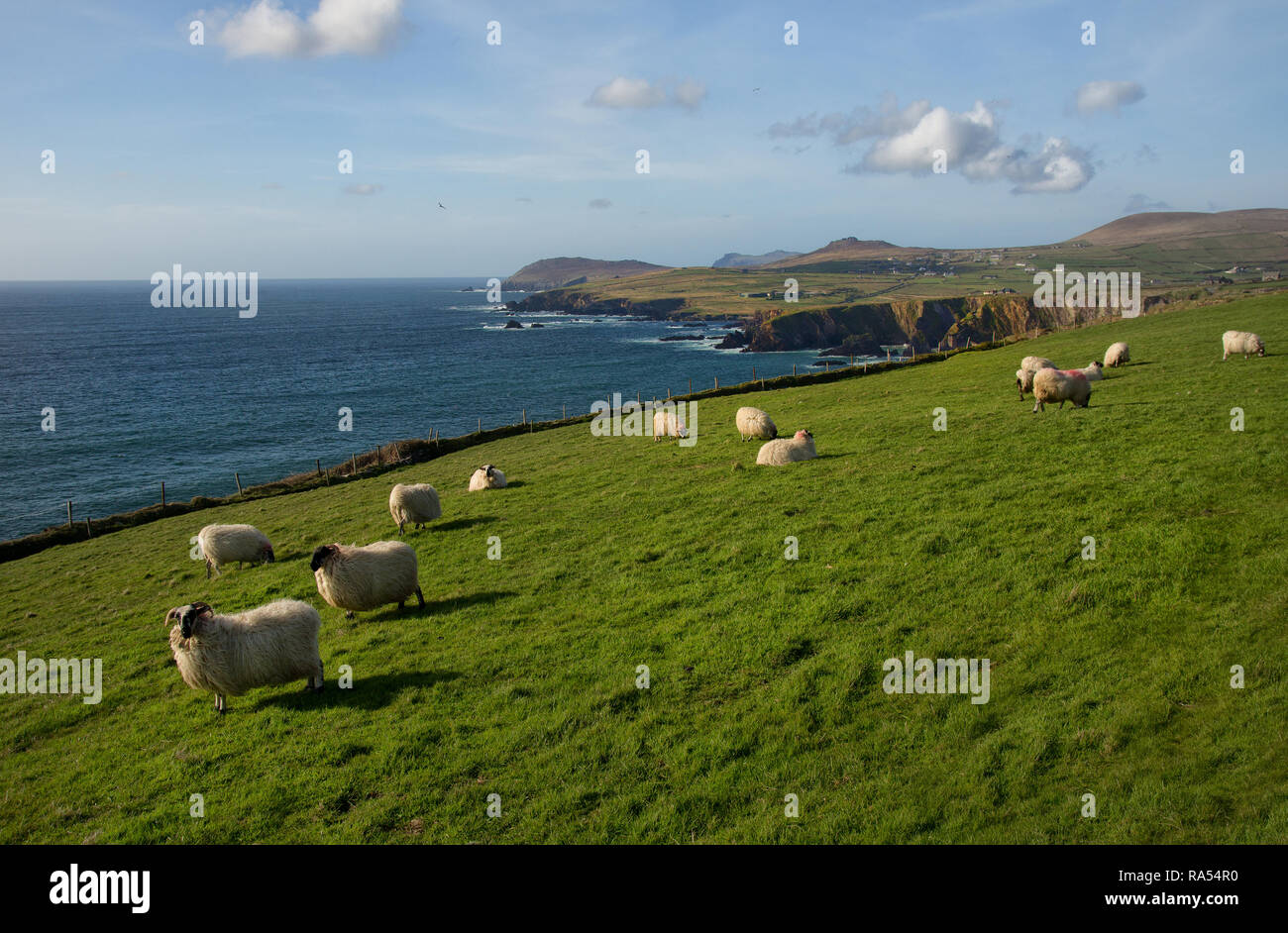 Dingle peninsula, Co.Kerry, Ireland Stock Photo Alamy