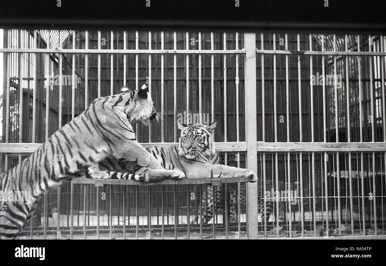 1950s, two Tigers inside a steel cage on a platform at a Zoo, England, UK. Stock Photo