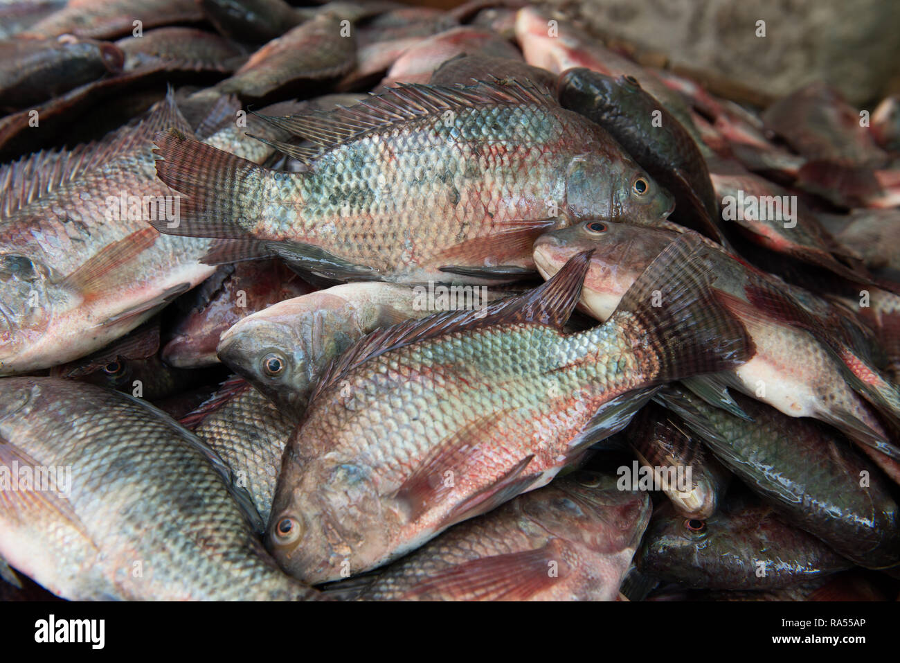 Tilapia Fish in Market Stock Photo Alamy