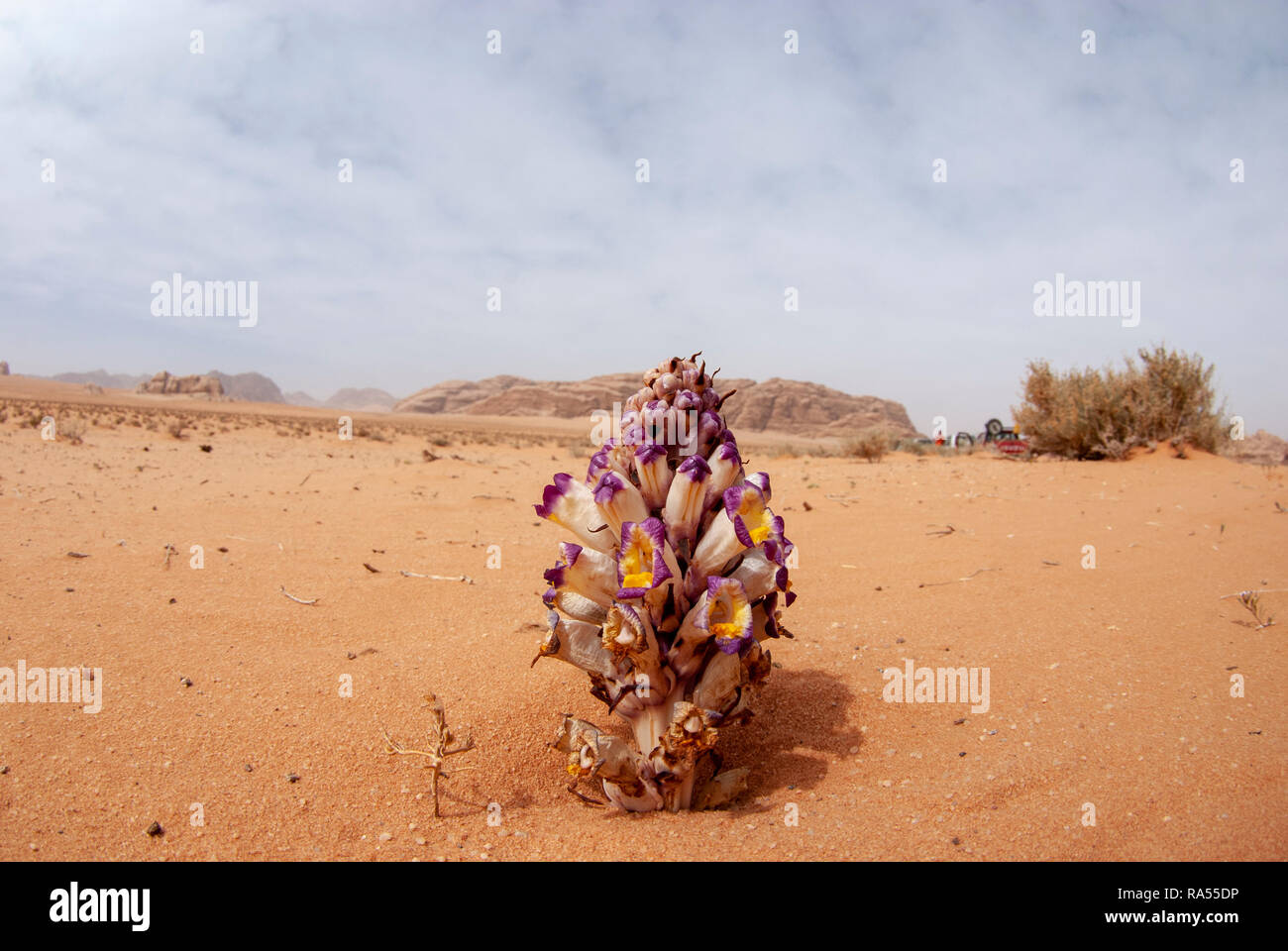 Violet Cistanche (Cistanche salsa) Also Violet Broomrape flowering in the desert. This plant is a parasitic member of the broomrape family. Photograph Stock Photo