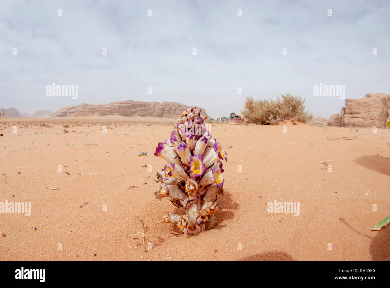 Violet Cistanche (Cistanche salsa) Also Violet Broomrape flowering in the desert. This plant is a parasitic member of the broomrape family. Photograph Stock Photo