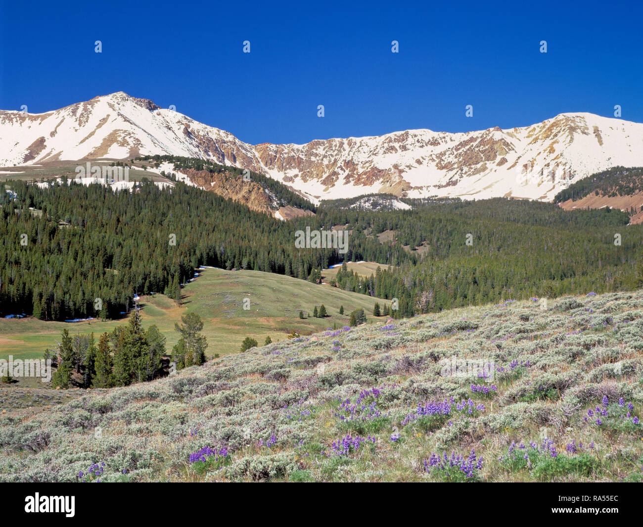 meadow of lupine and sagebrush below eighteenmile peak in the beaverhead range near lima, montana Stock Photo