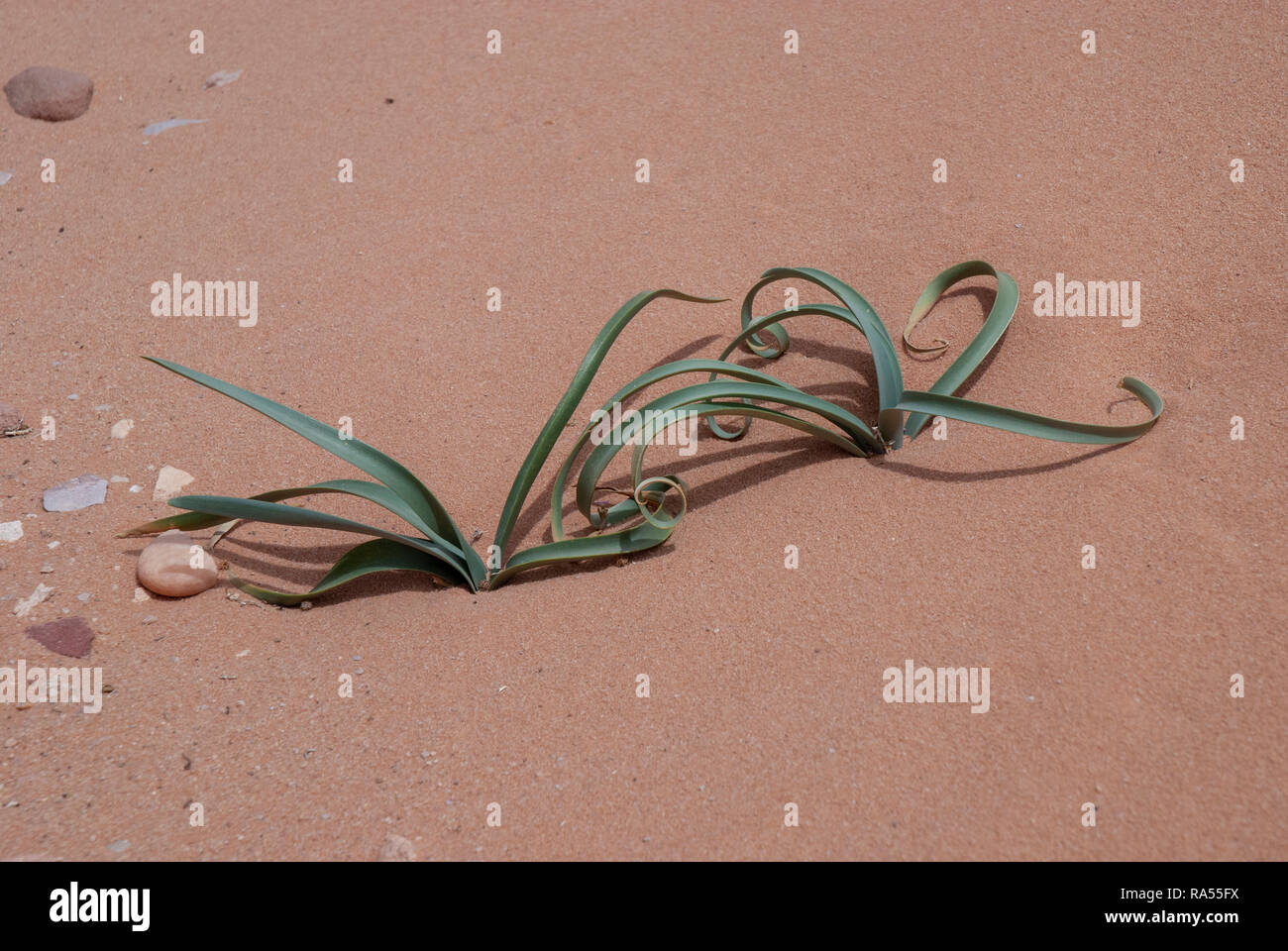 Growth out of hardship - green leafs grow out of the red desert sand Photographed in wadi rum, Jordan Stock Photo