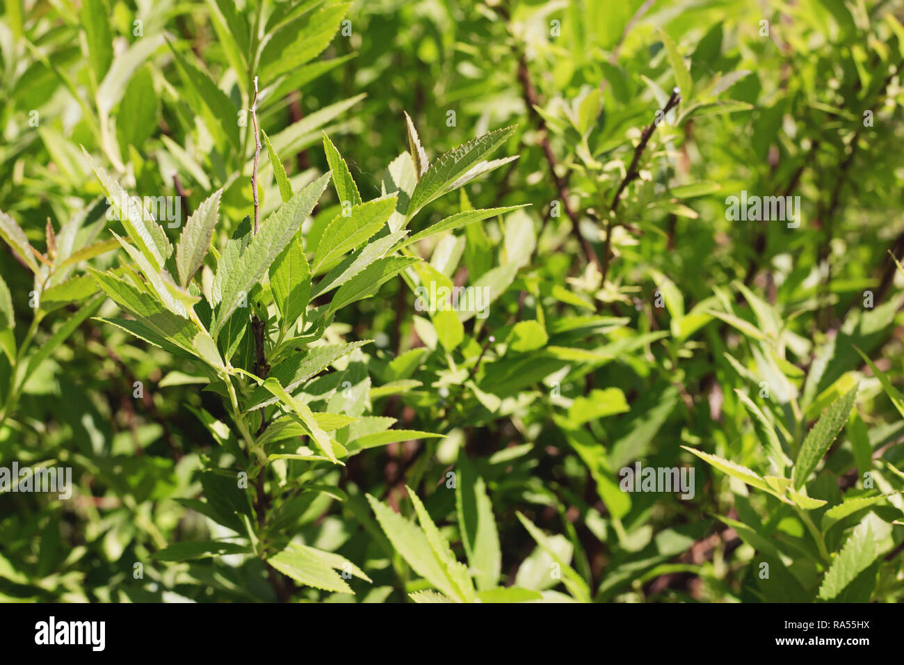 Summer leaf spiraea japonica, lit by the Sun Stock Photo