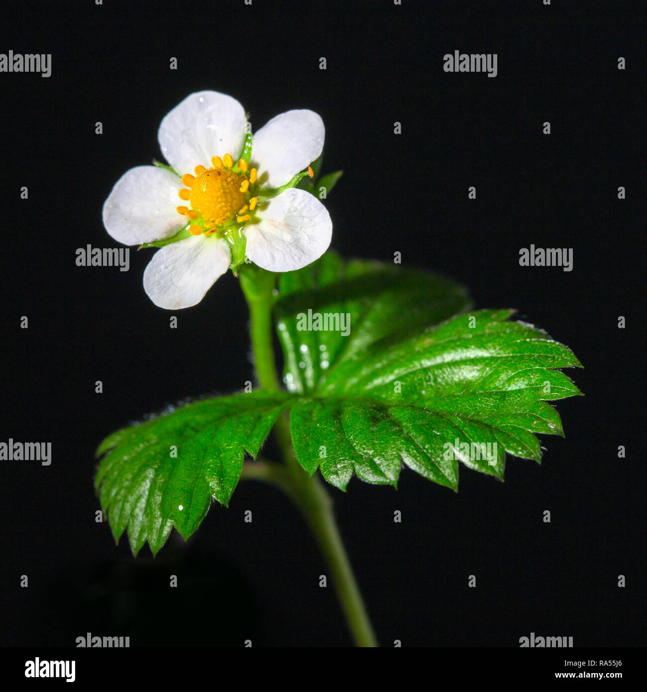 Kawaii strawberry hi-res stock photography and images - Alamy