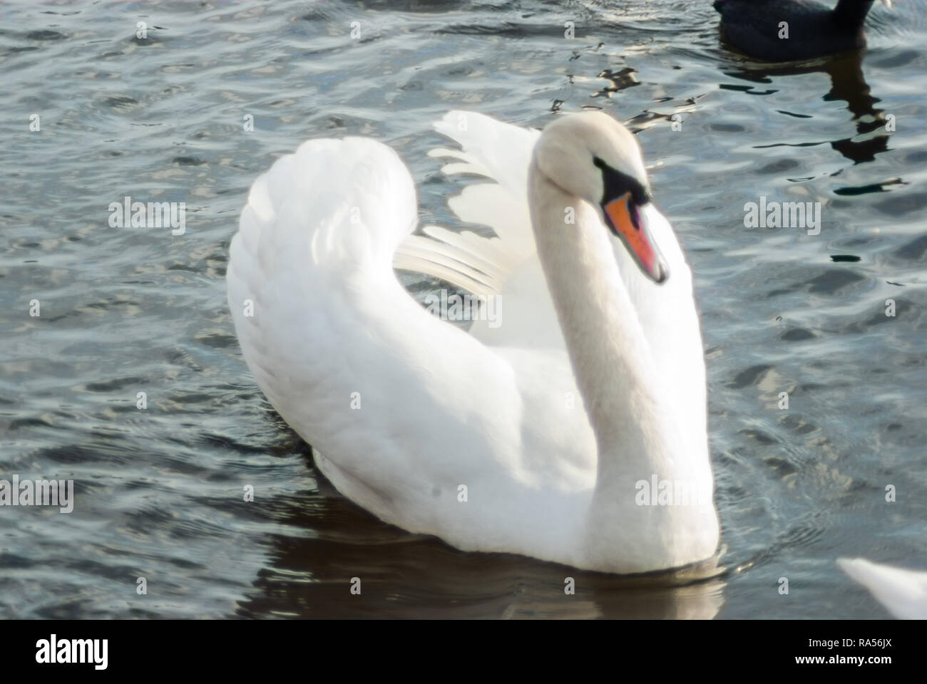 Partial profile of Mute Swan showing courtship behaviour, showing off wings and feathers, while swimming in the icy waters of Gaasperplas lake in wint Stock Photo