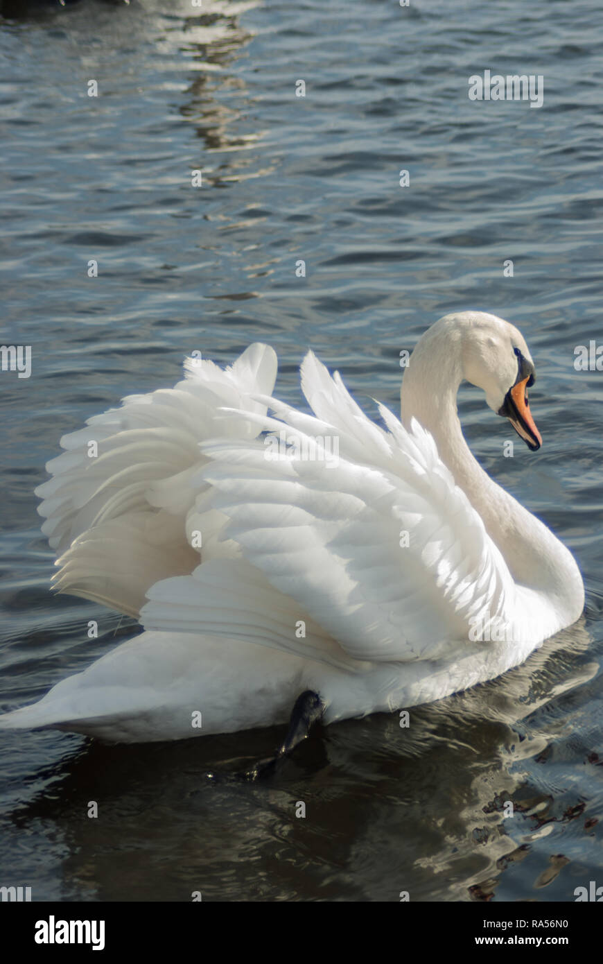 Swan wings hi-res stock photography and images - Alamy