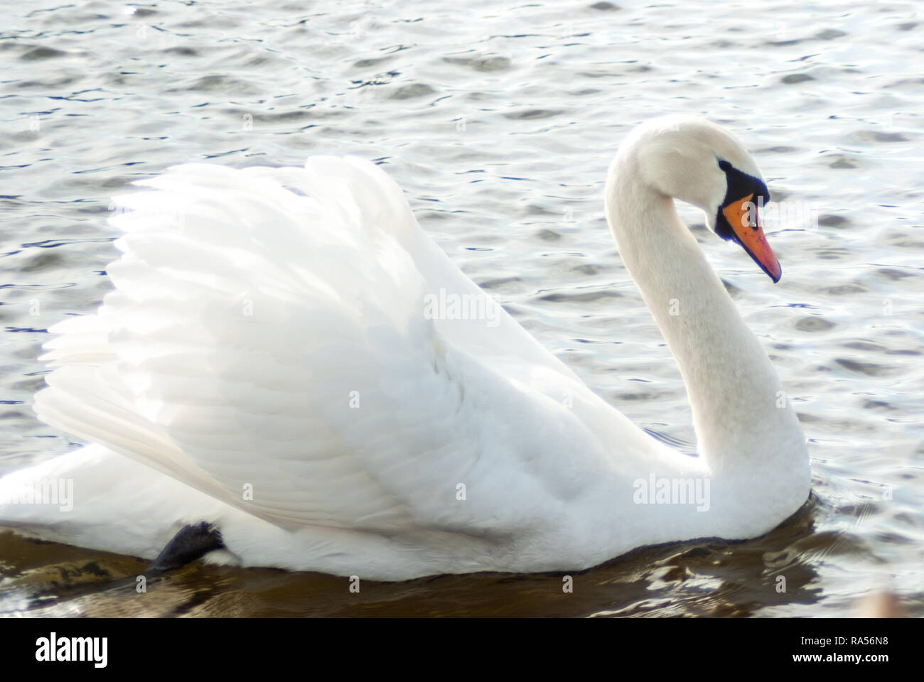 Mute Swan showing courtship behaviour, showing off wings and feathers, , while swimming in the icy waters of Gaasperplas lake in winter time. Amsterda Stock Photo