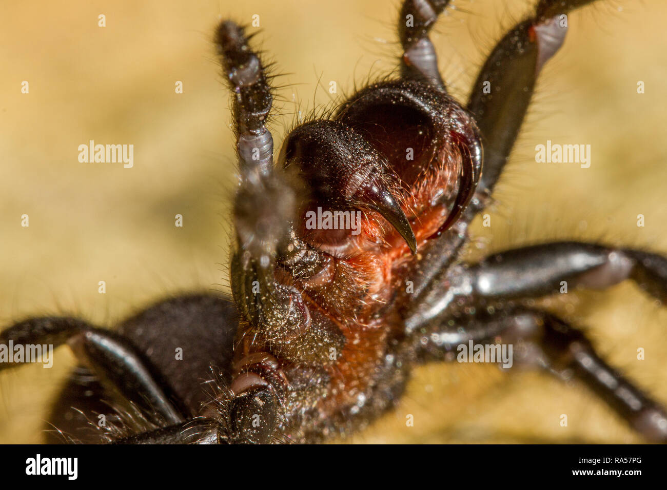 Sydney Funnel-web Spider Stock Photo