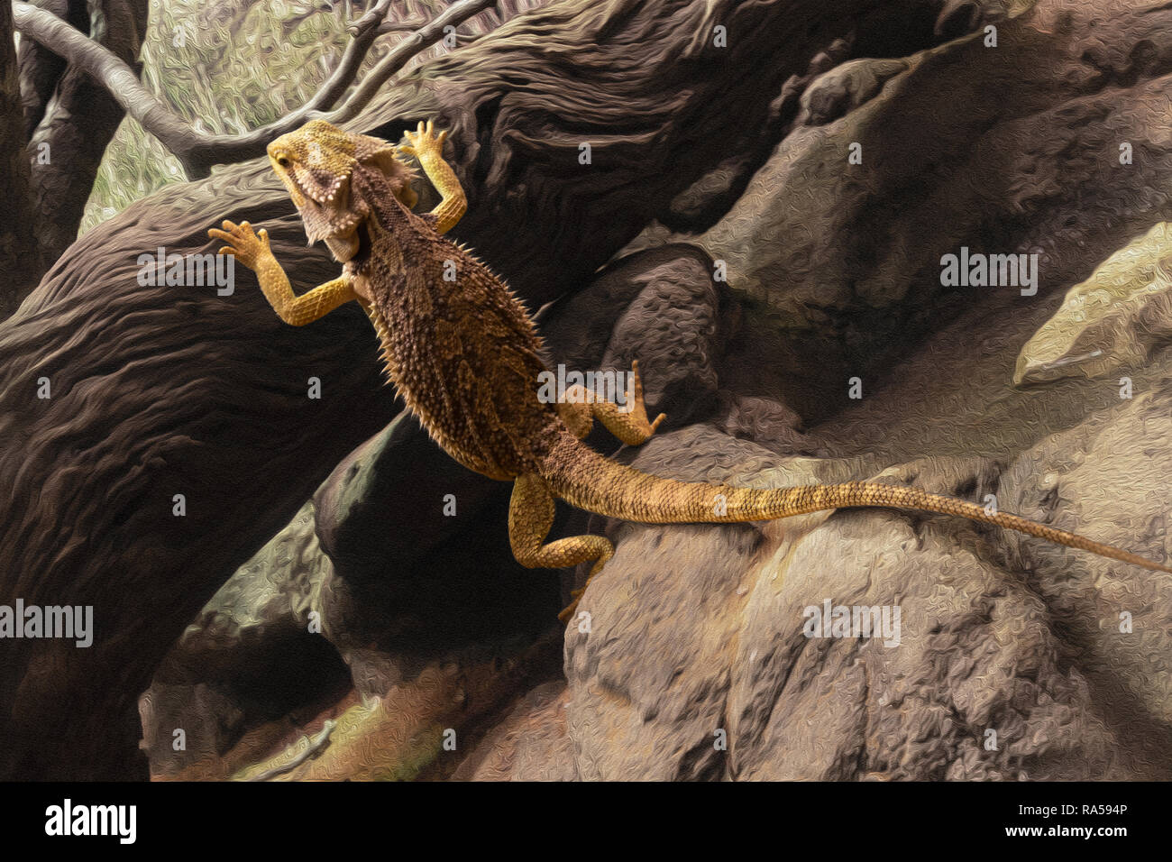 Spiny Tailed Monitor Healseville Sanctuary Victoria Australia Stock Photo