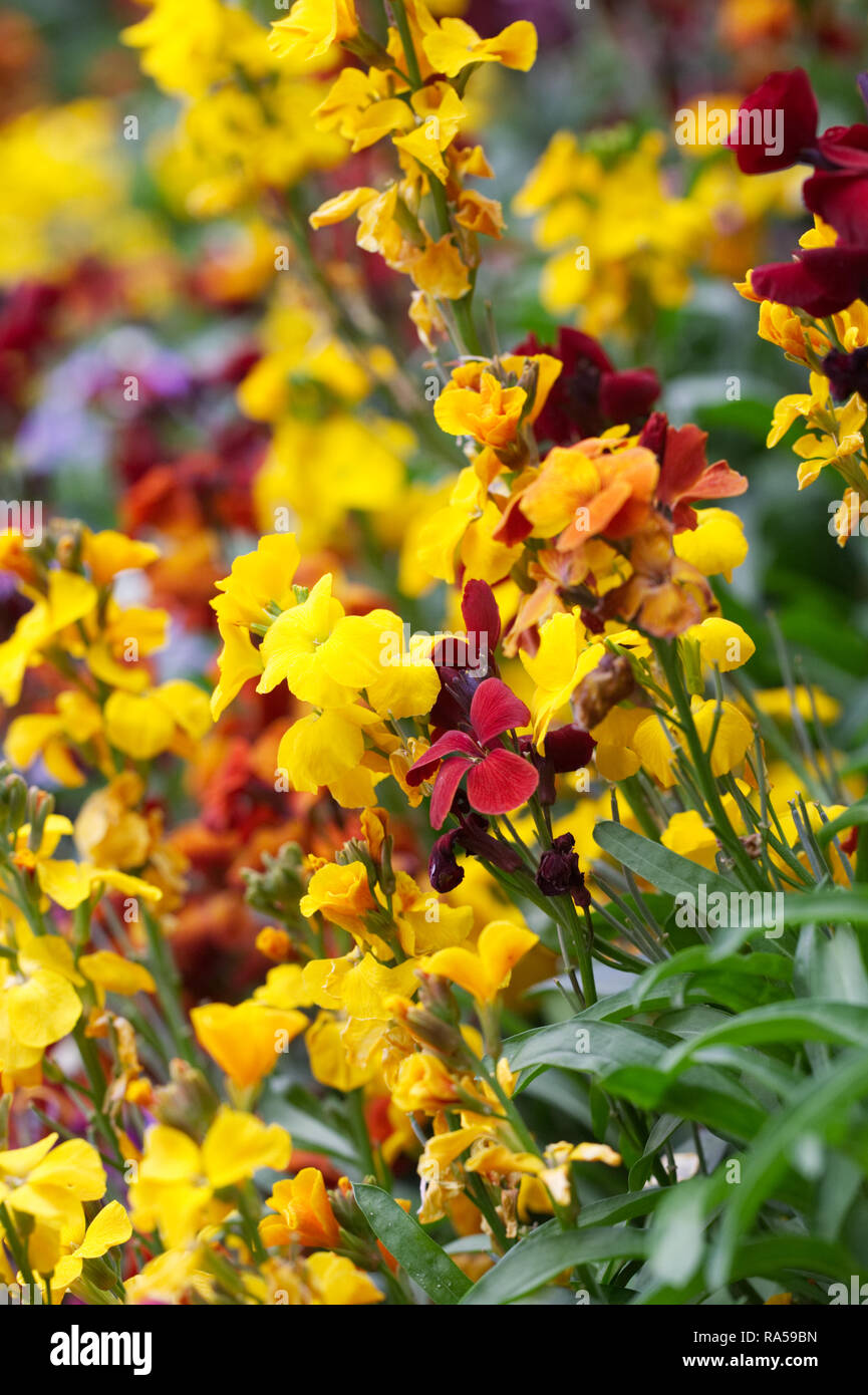 Brightly coloured Erysimum flowers. Stock Photo