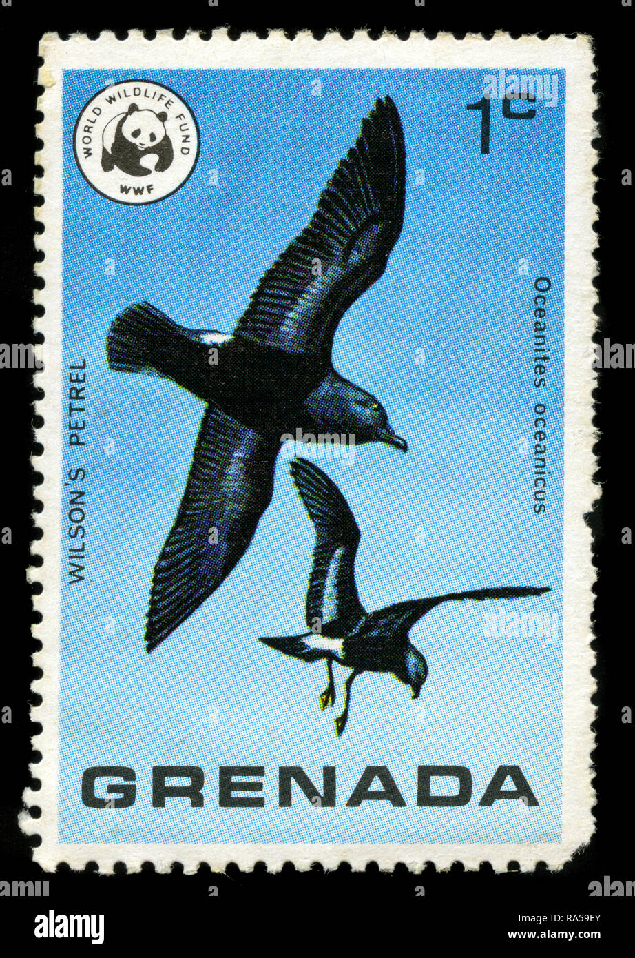 Postage stamp from Grenada in the Wild Birds of Grenada series issued in 1978 Stock Photo