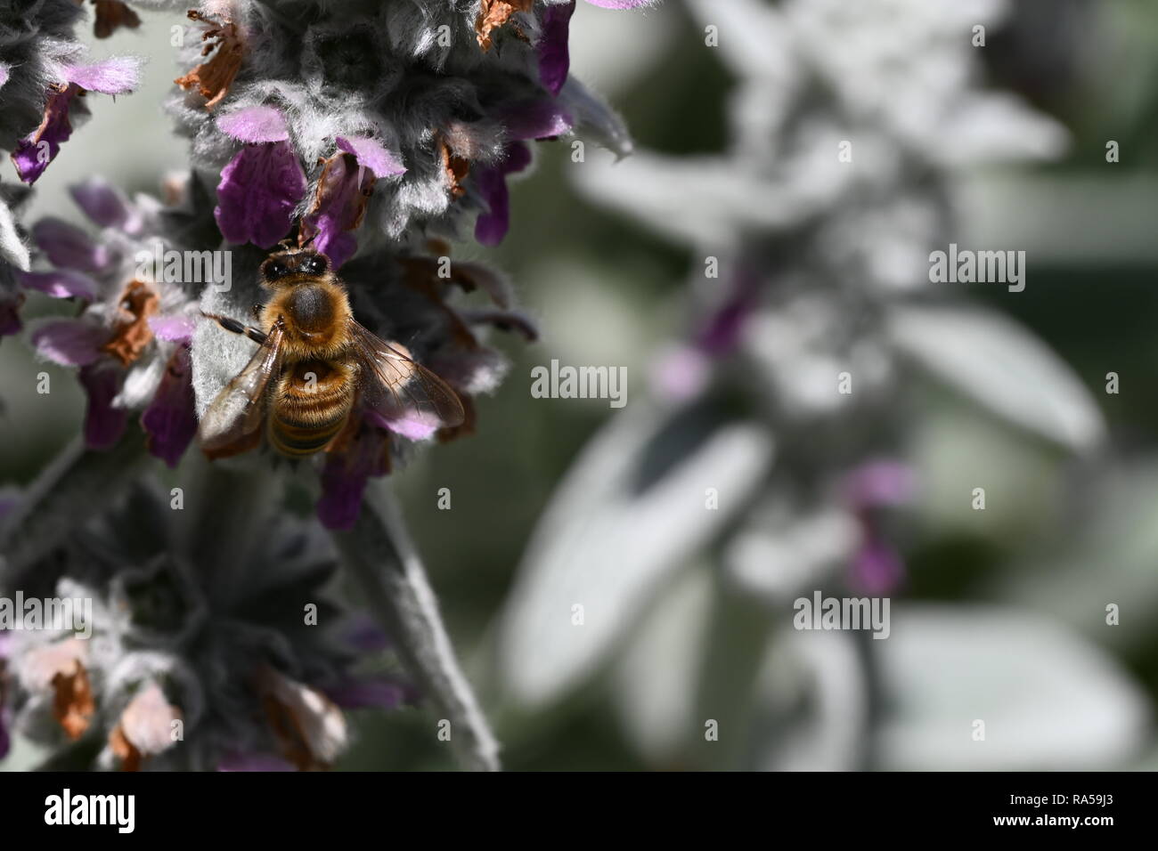 Macro Bee on White Clover (Trifolium repens) Stock Photo