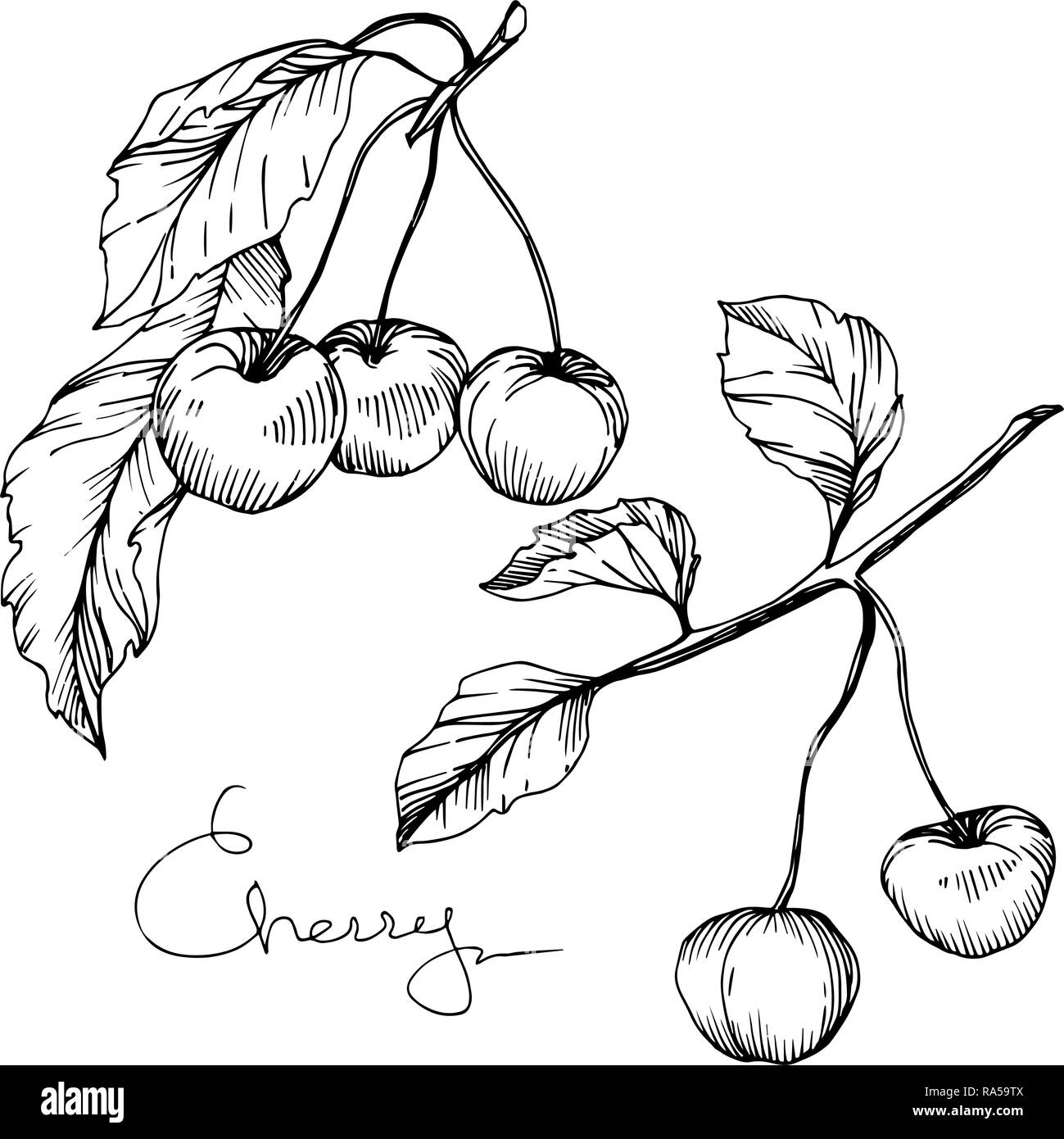 Vector Cherry fruit. Black and white engraved ink art. Isolated berry ...