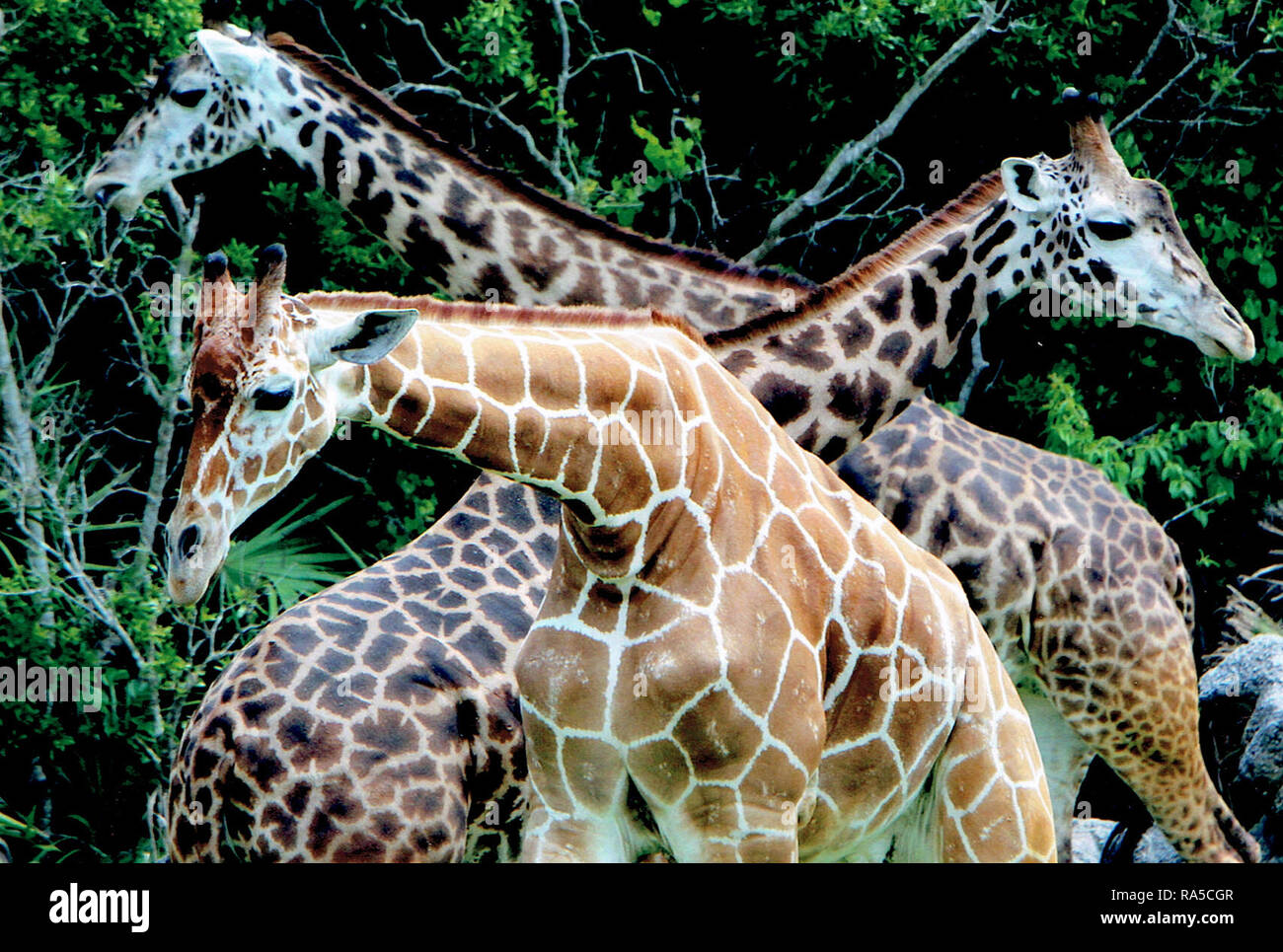 Three giraffes and necks Stock Photo