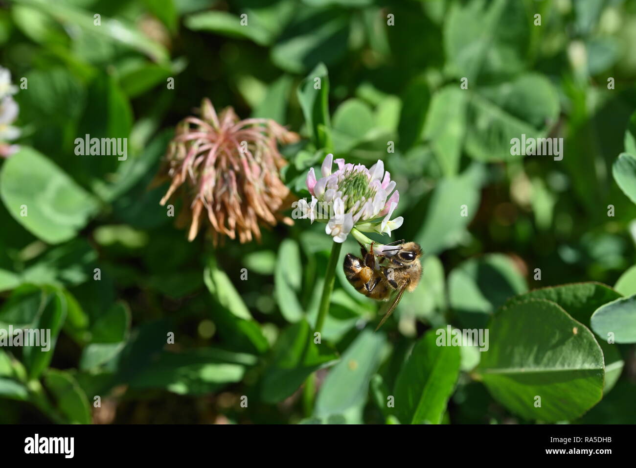 Macro Bee on White Clover (Trifolium repens) Stock Photo