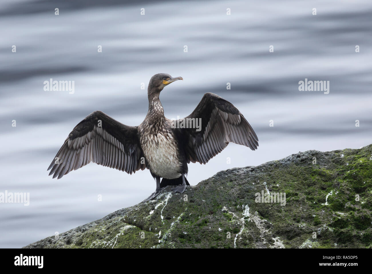 Kormoran trocknet seine Flügel, Phalacrocorax carbo, Great Cormorant, great black cormorant, black cormorant, large cormorant, black shag, le Grand Co Stock Photo